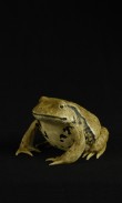 TOAD I